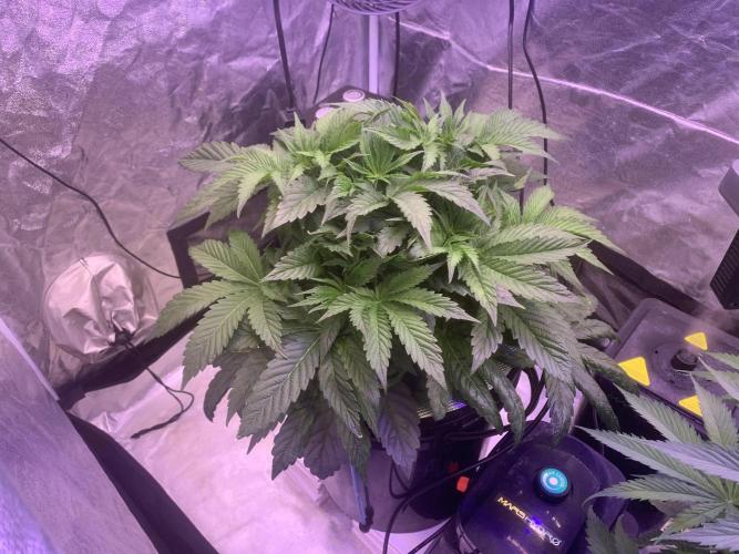 LFG and Red Hot Cookies DWC. Week 6
