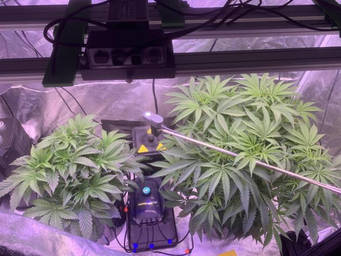 LFG and Red Hot Cookies DWC. Week 6