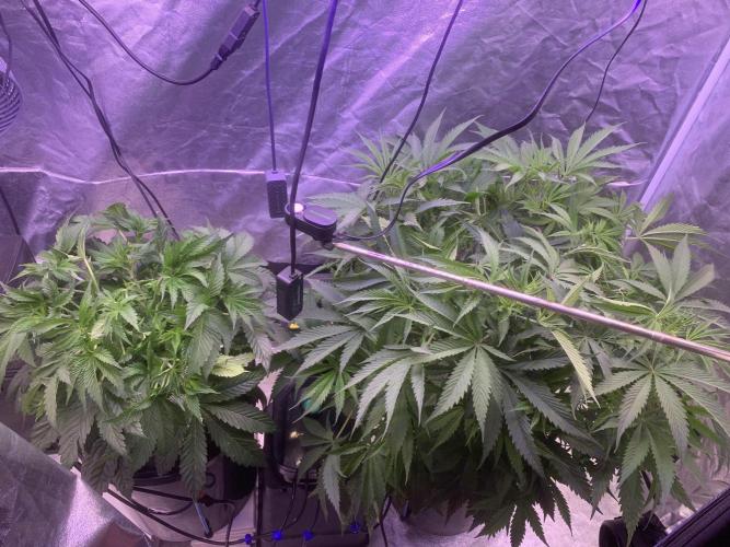 LFG and Red Hot Cookies DWC. Week 6
