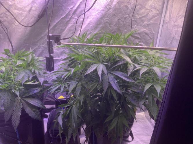 LFG and Red Hot Cookies DWC. Week 6