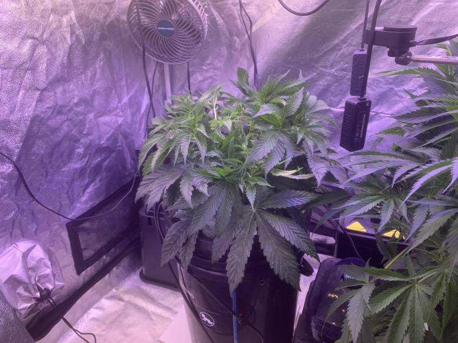 LFG and Red Hot Cookies DWC. Week 6