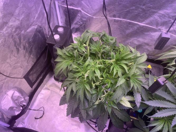 LFG and Red Hot Cookies DWC. Week 6