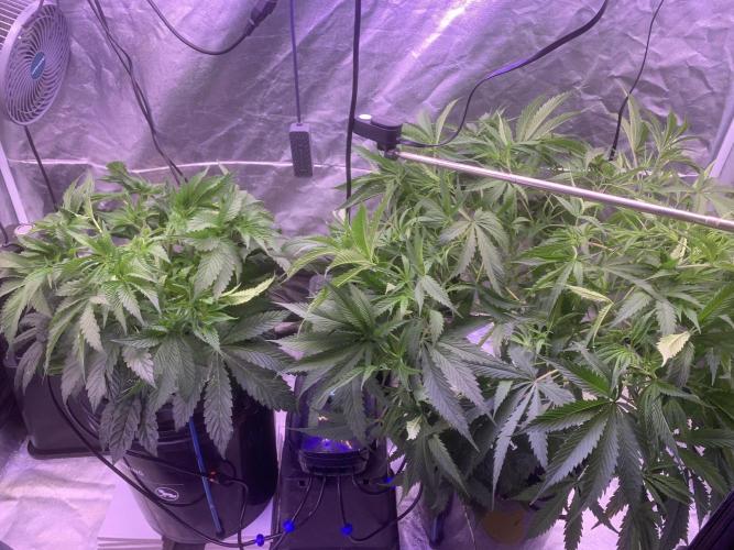 LFG and Red Hot Cookies DWC. Week 6