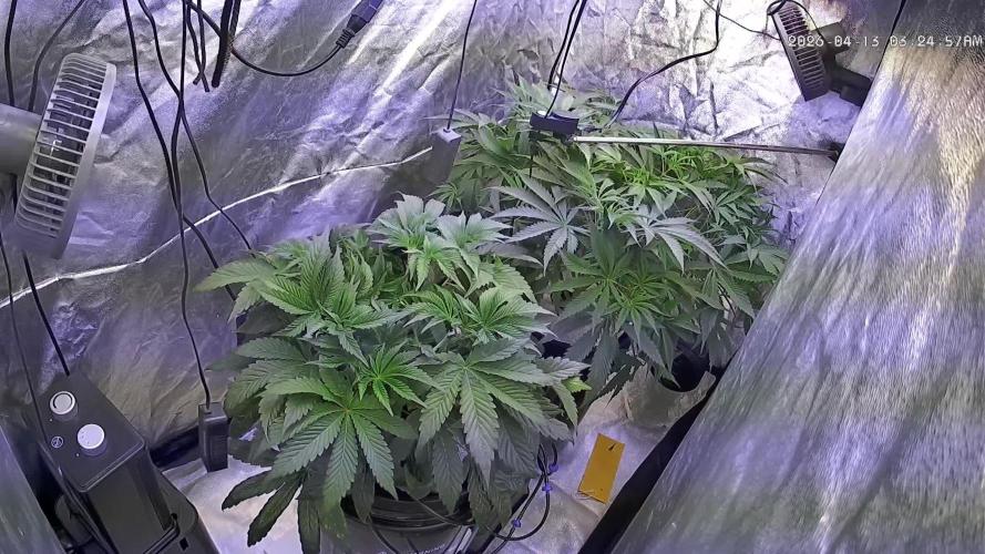 LFG and Red Hot Cookies DWC