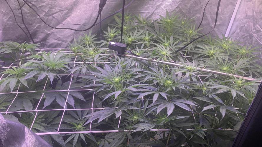 LFG and Red Hot Cookies DWC. Week 8