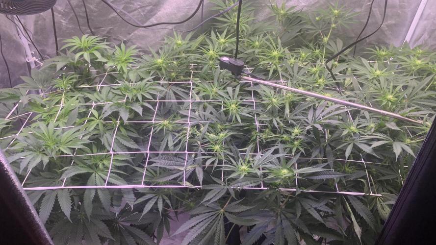 LFG and Red Hot Cookies DWC. Week 8