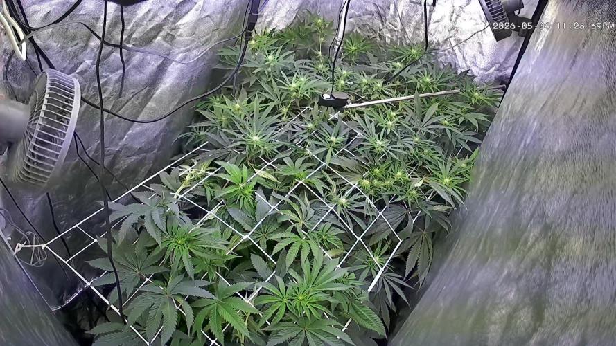 LFG and Red Hot Cookies DWC. Week 9