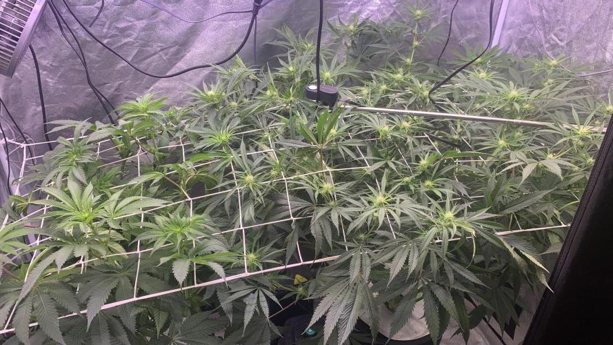 LFG and Red Hot Cookies DWC. Week 9