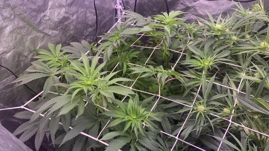 LFG and Red Hot Cookies DWC. Week 9