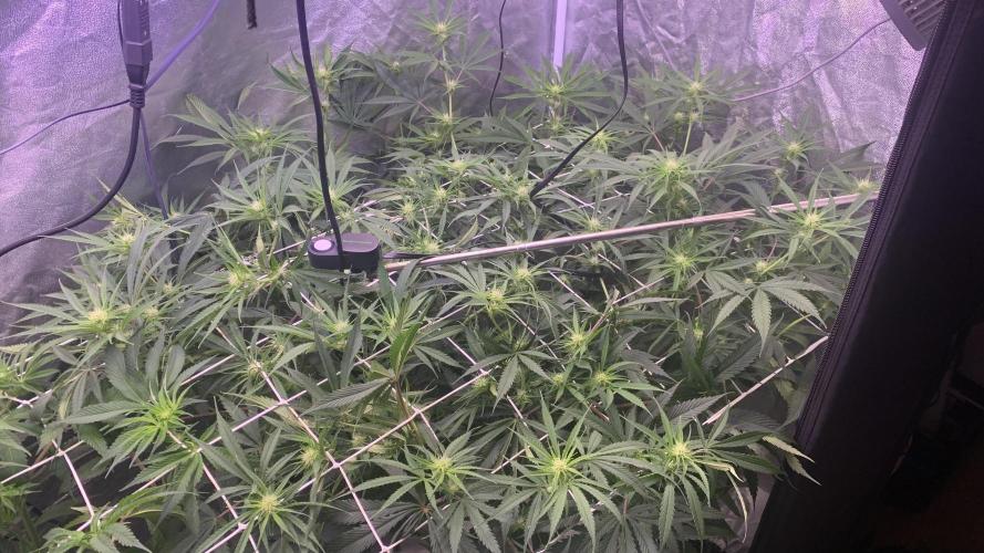 LFG and Red Hot Cookies DWC. Week 9