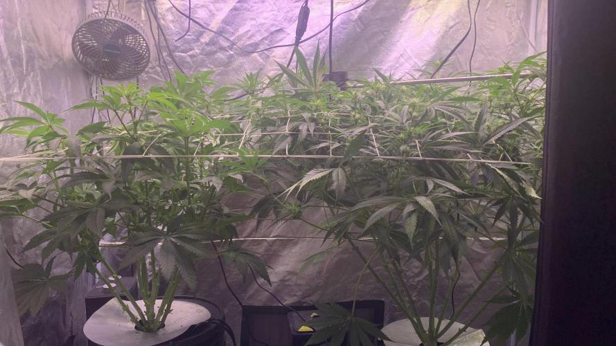 LFG and Red Hot Cookies DWC. Week 9