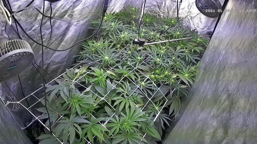 LFG and Red Hot Cookies DWC. Week 9