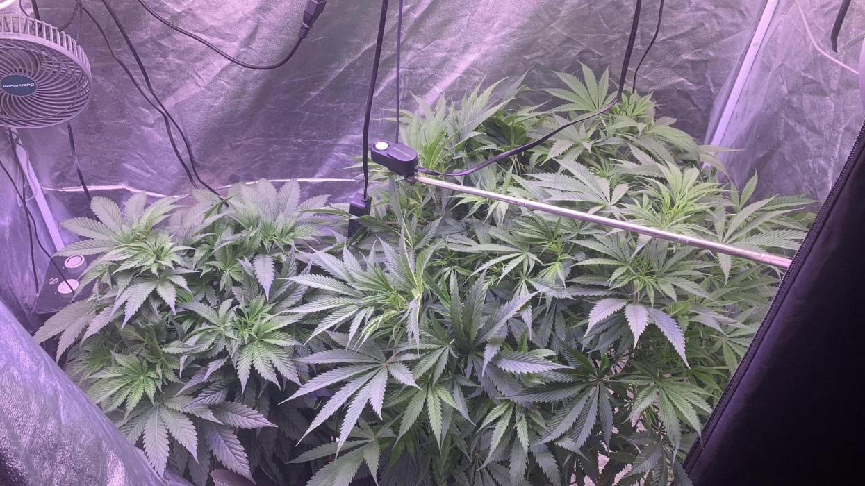 LFG and Red Hot Cookies DWC. Week 7
