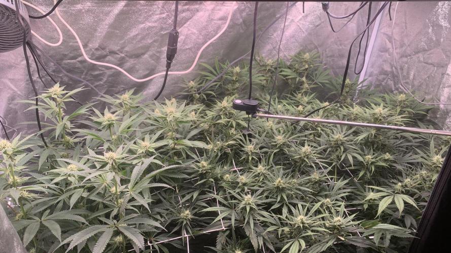 LFG and Red Hot Cookies DWC. Week 10