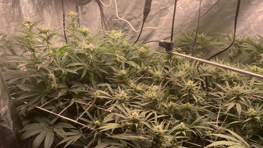 LFG and Red Hot Cookies DWC. Week 10