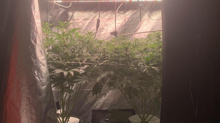 LFG and Red Hot Cookies DWC. Week 10