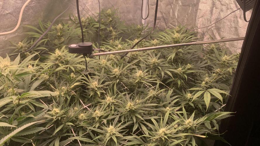 LFG and Red Hot Cookies DWC. Week 10