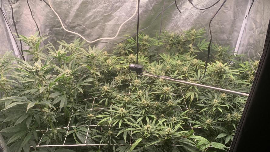 LFG and Red Hot Cookies DWC. Week 11