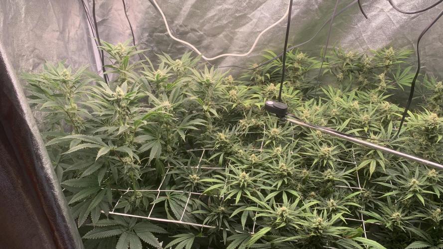 LFG and Red Hot Cookies DWC. Week 11