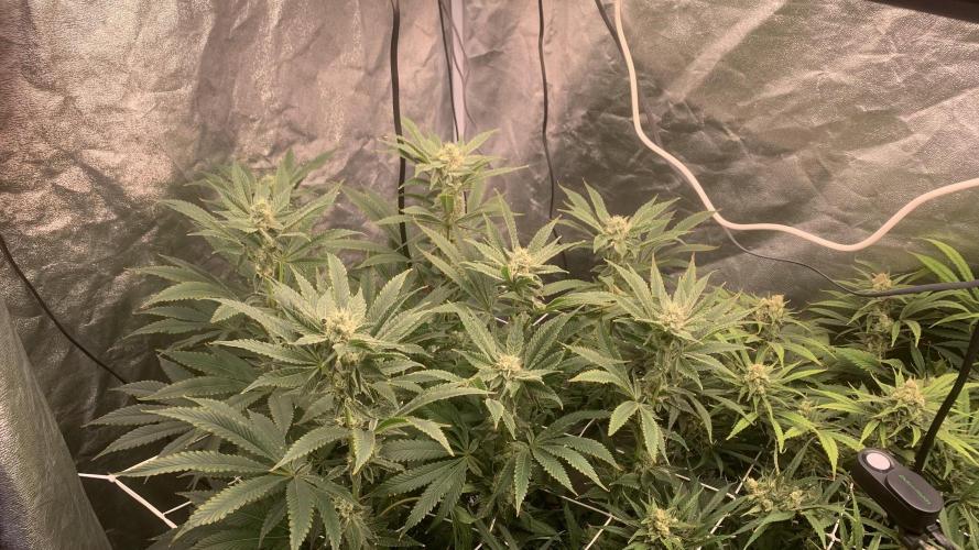 LFG and Red Hot Cookies DWC. Week 11