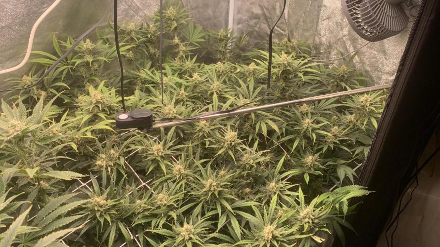 LFG and Red Hot Cookies DWC. Week 11