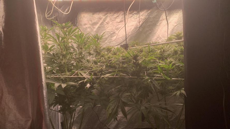 LFG and Red Hot Cookies DWC. Week 11