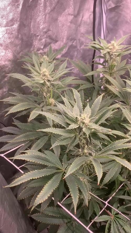 LFG and Red Hot Cookies DWC