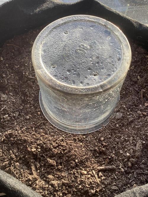 CBD Crack 1:1 FastBuds. Week 0 - Day 1