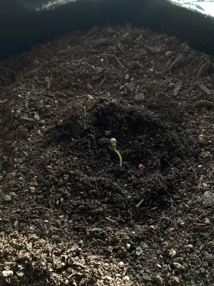 CBD Crack 1:1 FastBuds. Week 1 - 05.02.2026, day 1