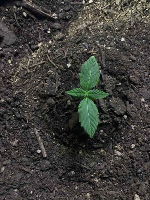 CBD Crack 1:1 FastBuds. Week 2 - Day 9, 14.02.2026