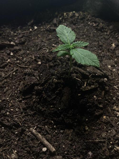 CBD Crack 1:1 FastBuds. Week 2 - Day 9