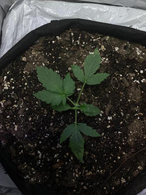 CBD Crack 1:1 FastBuds. Week 3 - Day 18, 23.02.2026