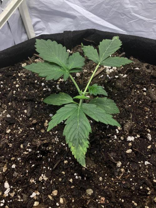 CBD Crack 1:1 FastBuds. Week 3 - Day 18