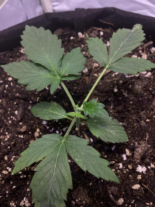 CBD Auto 1:1 (CBD Crack). Week 3
