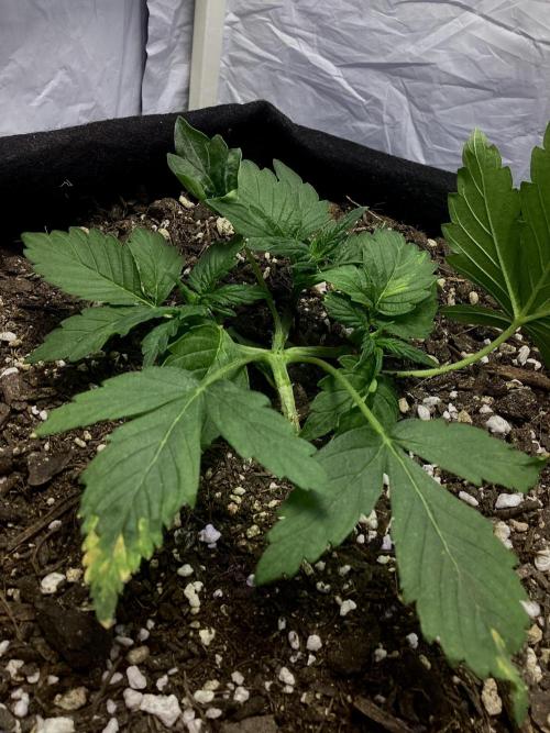 CBD Crack 1:1 FastBuds. Week 4 - 02.03.2026, Day 25