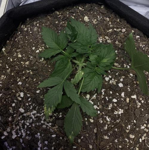 CBD Auto 1:1 (CBD Crack). Week 4
