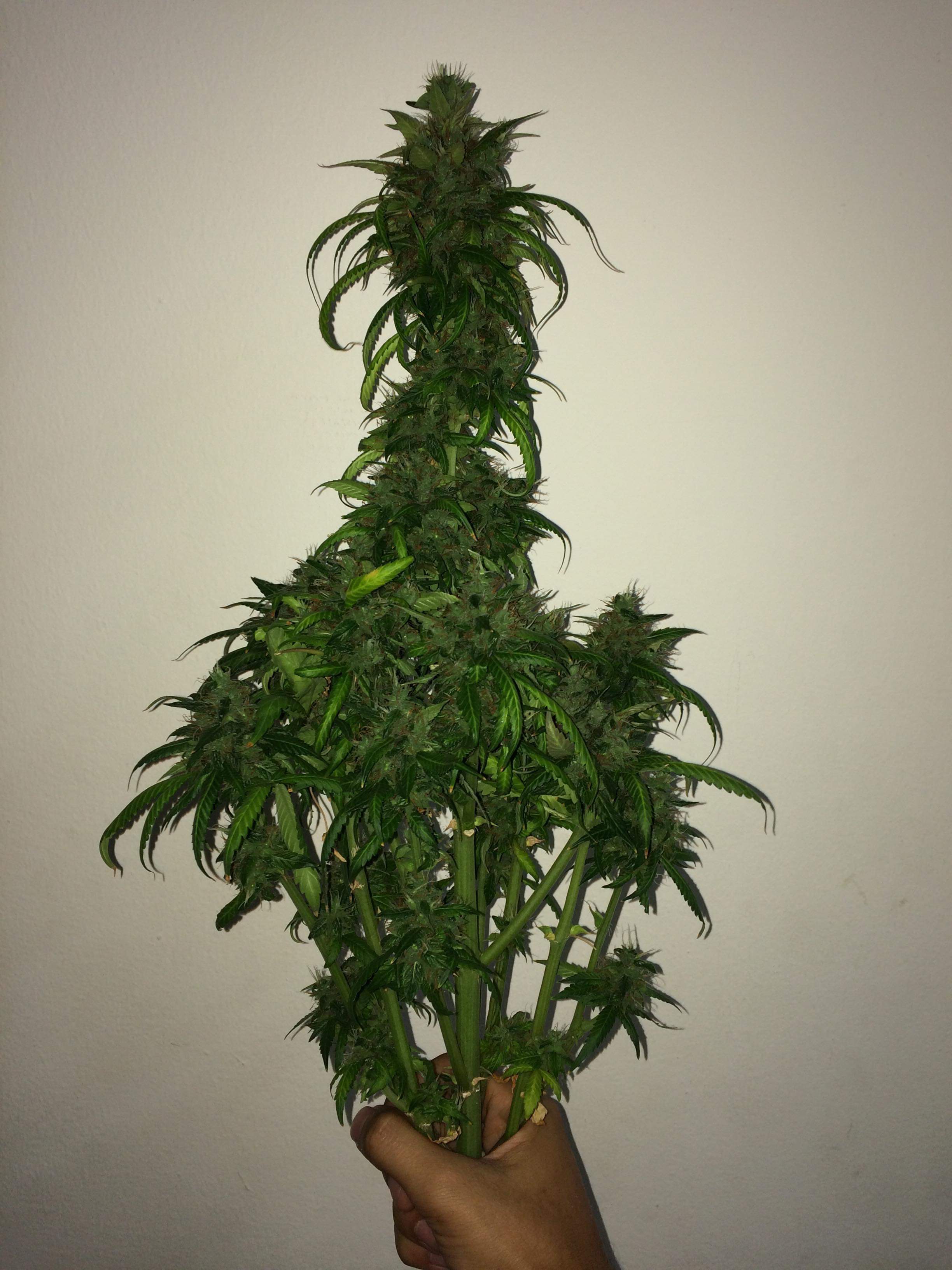 Sweet Seeds Black Cream Auto® grow diary (journal) harvest11 by Metal