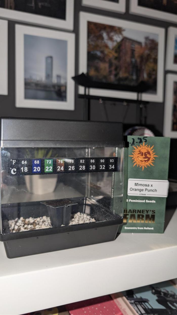 Mimosa x Orange Punch | Autopot - Athena. Week 0