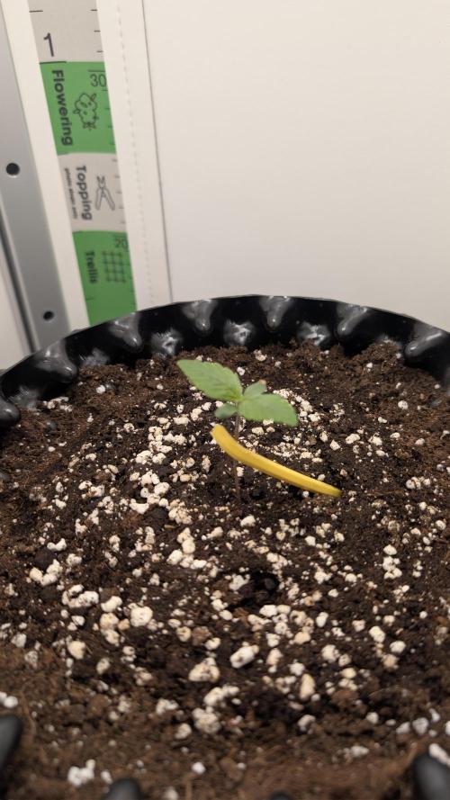 Hindu Kush | VGrow - Advanced Nutrients. Week 0