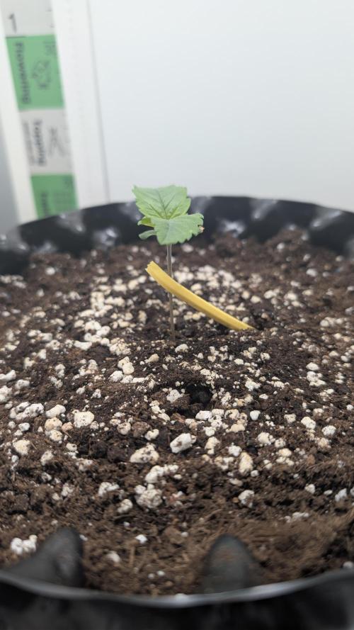 Hindu Kush | VGrow - Advanced Nutrients. Week 0