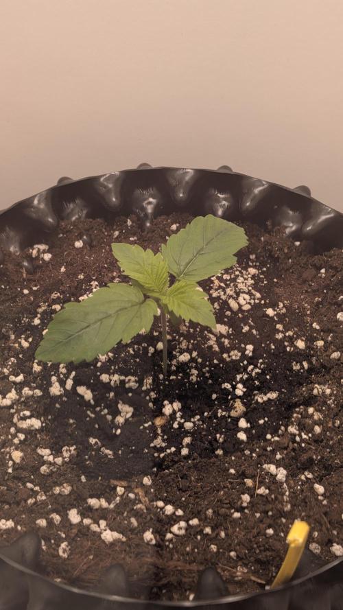 Hindu Kush | VGrow - Advanced Nutrients. Week 0