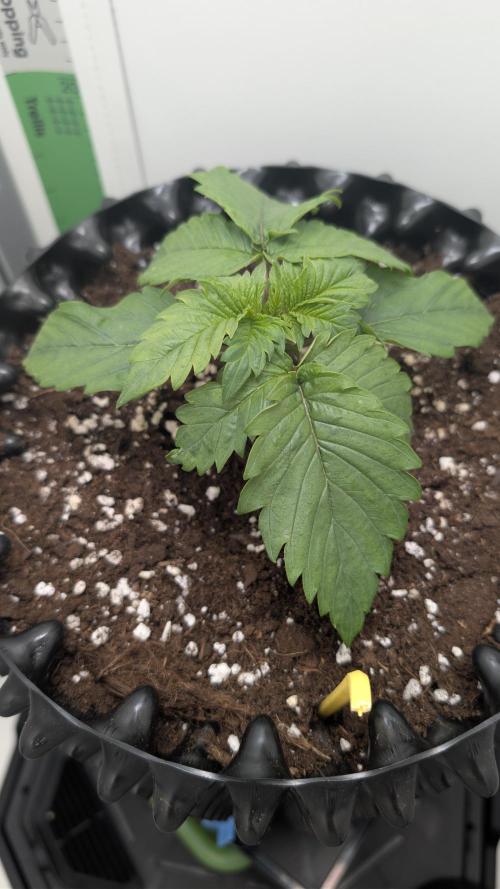 Hindu Kush | VGrow - Advanced Nutrients. Week 1