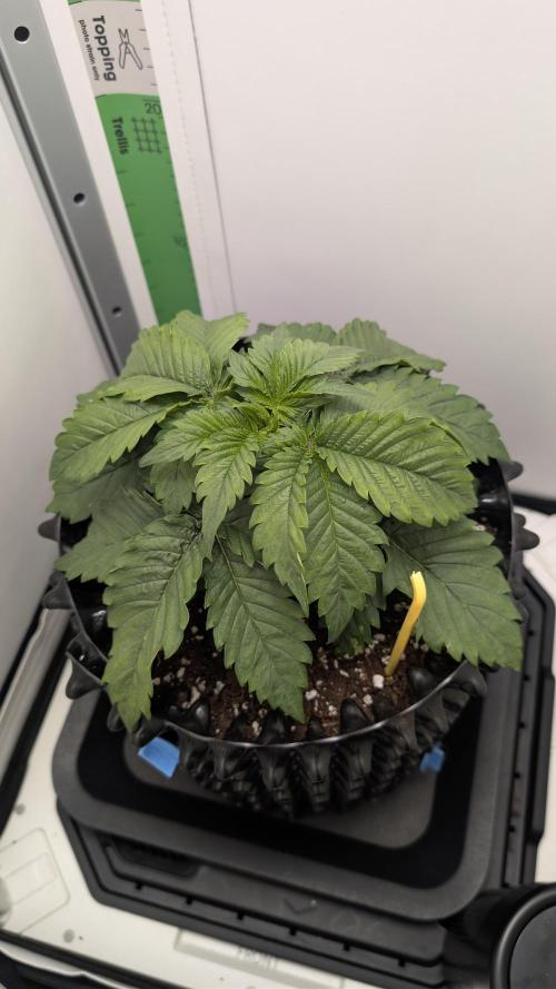 Hindu Kush | VGrow - Advanced Nutrients. Week 2