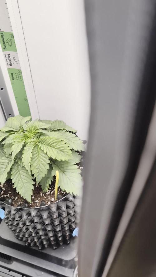 Hindu Kush | VGrow - Advanced Nutrients