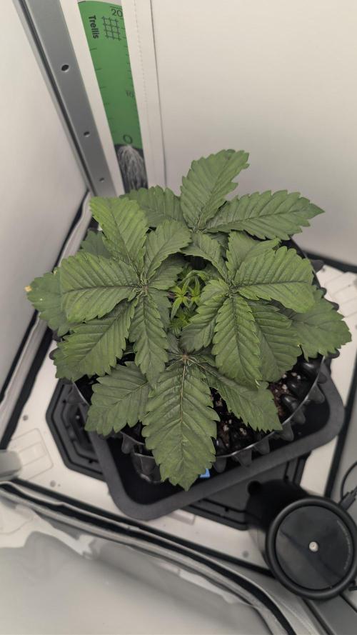 Hindu Kush | VGrow - Advanced Nutrients. Week 2