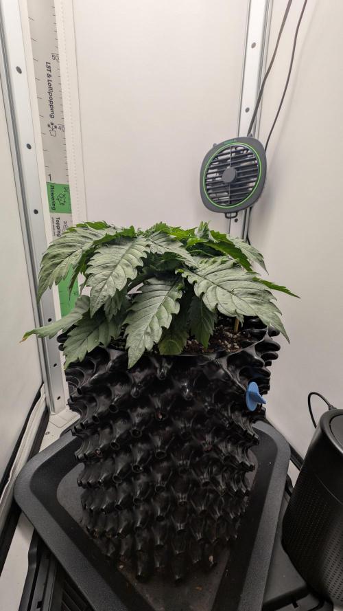 Hindu Kush | VGrow - Advanced Nutrients. Week 3