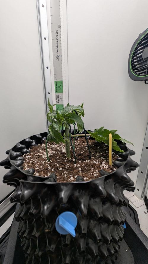 Hindu Kush | VGrow - Advanced Nutrients. Week 3