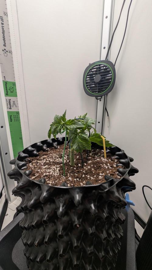 Hindu Kush | VGrow - Advanced Nutrients. Week 3