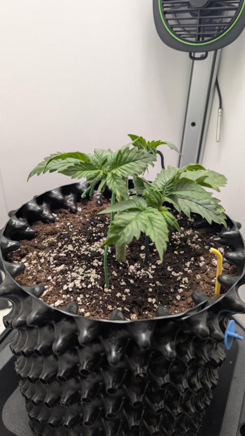 Hindu Kush | VGrow - Advanced Nutrients. Week 3