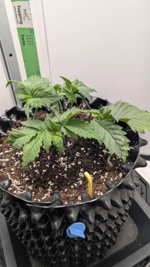 Hindu Kush | VGrow - Advanced Nutrients. Week 3